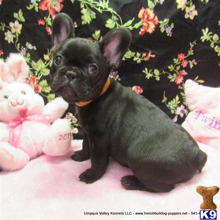 umpquavalleykennels Picture 1